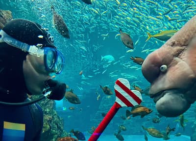 Joetsu Umigatari Aquarium Launches New "Kobdiver!" Event for Its 8th Anniversary