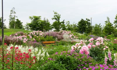 Fairfield by Marriott Hokkaido Eniwa จัดกิจกรรมทัวร์สวนและเวิร์กช็อปสำหรับครอบครัวในช่วงฤดูร้อน