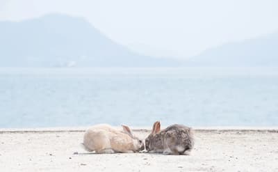 广岛竹原和大久野岛必看8个景点：探索小京都和兔子岛