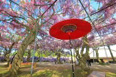 广岛5月最佳8件事：推荐节日和活动