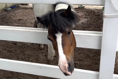 สิ่งที่ควรทำในโอคายามะ: ทริปปั่นจักรยานชมธรรมชาติในช่วงฤดูร้อนใน Hiruzen