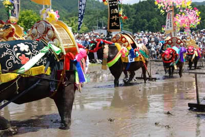 6月廣島的8件最佳活動：傳統節日、繡球花和螢火蟲