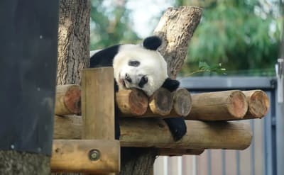 東京的10佳動物園和水族館！