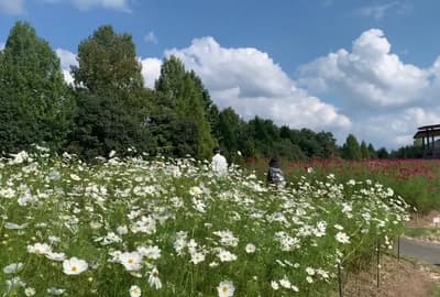 【廣島縣】三好和莊原乘車遊覽！ 一日游，享受美味的飲料和壯觀的景色