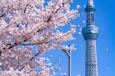 春天在東京體驗的5件事！ 由於氣候原因，這裡有一些在每年這個時候值得參觀的景點。