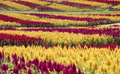 镰仓游玩指南：探索古都的历史魅力和自然美景