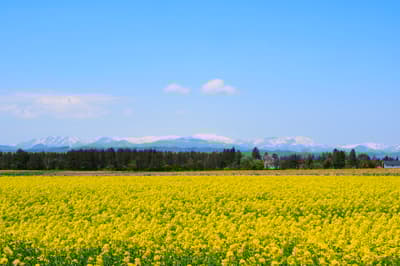 北海道春季最佳4件事（札幌/函馆）