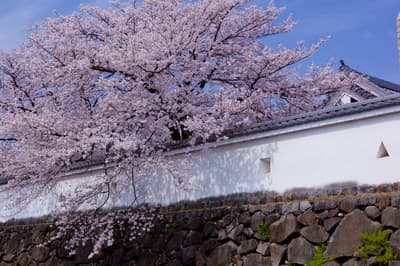 9 things to do in Yamanashi in March