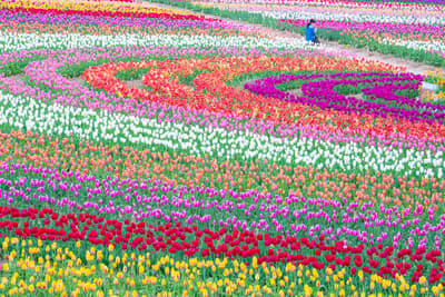 廣島適合父母和兒童的8個家庭友好景點