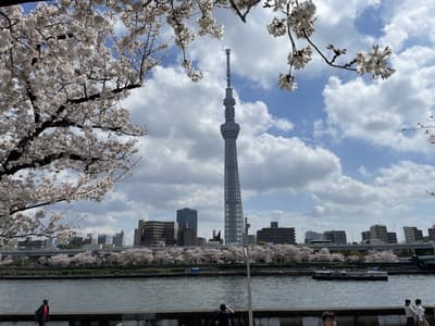櫻花觀賞景點總整理：可以同時拍攝到晴空塔和櫻花。（東京墨田區/台東區）