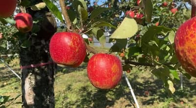 【群馬縣】享受蘋果採摘和溫泉的自駕游！ 第1部分