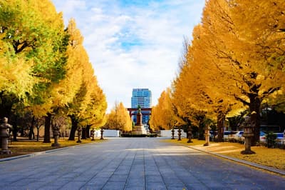 秋天在東京體驗的5件事！ 由於氣候原因，這裡有一些在每年這個時候值得參觀的景點。