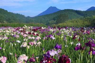 大分（別府）夏季（6月至8月）8大必做之事