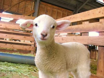 福冈6个适合儿童和父母的家庭友好景点