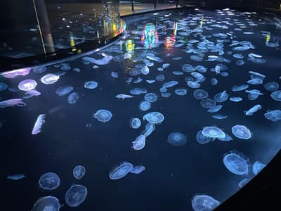 墨田水族館 – 東京最佳水族館！