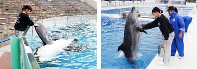 鴨川海洋世界「滿載體驗」計畫將於2026年5月回歸——一日體驗5種動物互動項目