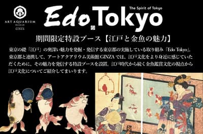 ART AQUARIUM MUSEUM GINZA Partners With Tokyo Metropolitan Government to Spotlight Edo Culture Through Goldfish Appreciation