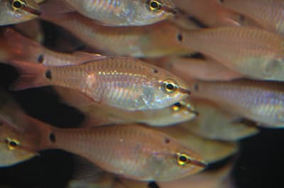 下田水族馆情人节特别活动