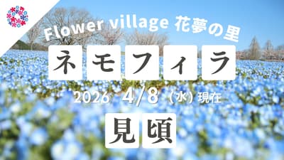 Nemophila and Moss Phlox in Peak Bloom at Flower Village Hanayume no Sato in Hiroshima's Sera