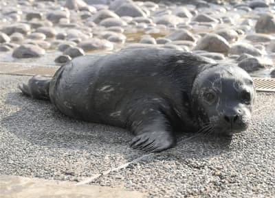 橫濱八景島海島樂園「海洋互動區」誕生兩隻港海豹寶寶