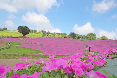 20.000 Petunia Momoiro Toiki Kini Mekar Penuh di Mother Farm
