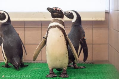 Adventure World in Shirahama Now Home to 10 Penguin Species as Magellanic and Humboldt Penguins Join the Park
