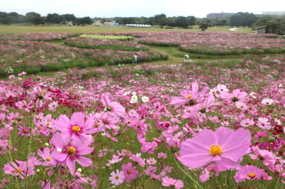 Un millón de cosmos en plena floración en el Parque Nacional Costero Uminonakamichi