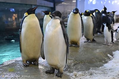 冒险世界帝企鹅宝宝迎来六个月——3月30日举办冰蛋糕庆祝活动