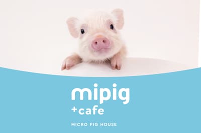 门店突破20家！迷你猪咖啡厅“mipig cafe”将在横滨和栃木开设两家新店