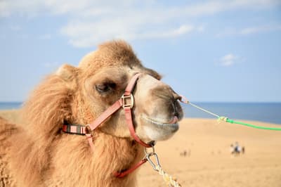 De la observación a la acción: actividades al aire libre para disfrutar en las dunas de Tottori durante la Golden Week