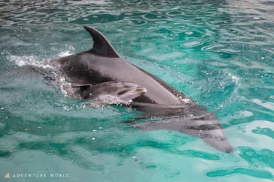 Baby Bottlenose Dolphin Born at Adventure World — Now on Public Display