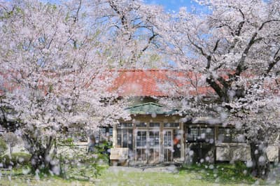 深澤武的櫻花攝影展於 THE GALLERY 開幕