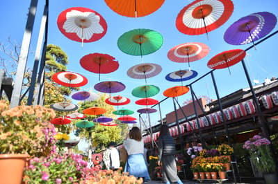 Kasama Chrysanthemum Festival, Japan's Oldest, Runs Through November 23 in Ibaraki