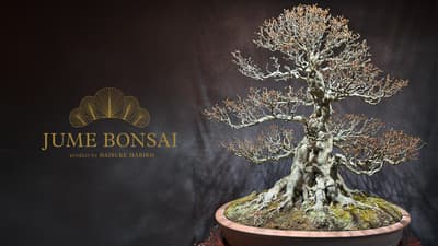 全新盆栽品牌「JUME BONSAI」隆重登場，呈獻連結自然、人文、文化與時間的藝術盆栽