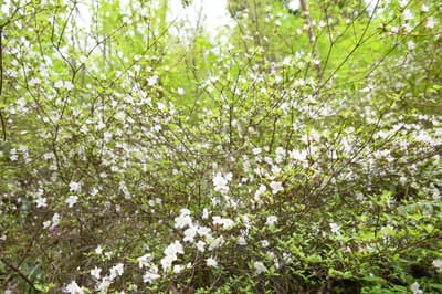 Rare White Azalea Grove Open to the Public in Kawanishi, Hyogo