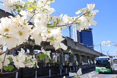 阪急高槻市站附近約100棵大花四照花盛開中