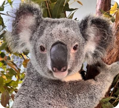 Saitama Children's Zoo Welcomes Two New Koalas to Mark 40 Years Since Koalas First Arrived