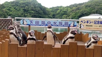 시모다 해양수족관, 인기 펭귄 이벤트 재개 — 6월 1일부터 기념 촬영 및 먹이 주기 체험 다시 시작