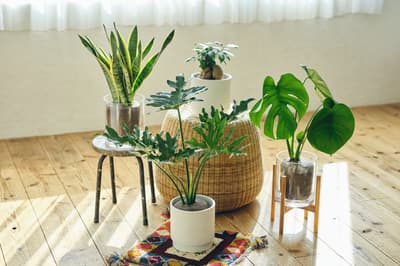 &Green lanza Simple Green L: Plantas de interior sin tierra ahora disponibles en un tamaño más grande