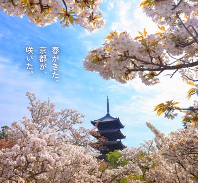 在京都体验春日盛景：特别寺庙参拜与夜间樱花艺术活动——“去京都吧。”2026年春季活动2月10日启动