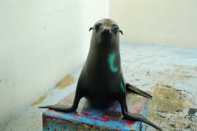 Minami-Chita Beach Land Hosts "Sea Lion Birthday Festival" Starting June 13