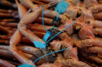 Snow Crab Season Opens November 6 in Kaga Onsen, With Auctions at Hashidate Fishing Port