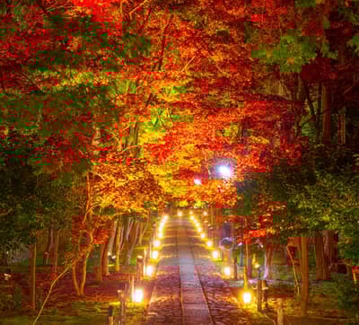 隐藏的秋季瑰宝 - 京都岚山鹿王院2025年夜间点灯