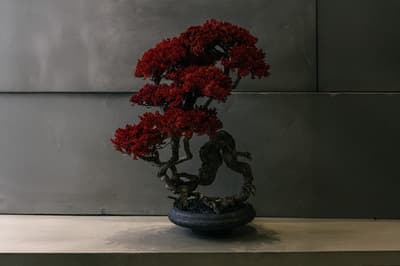 TOUFU TOKYO의 RE BONSAI 팝업 스토어, 8월 26일부터 9월 1일까지 신주쿠 타카시마야에서 개최