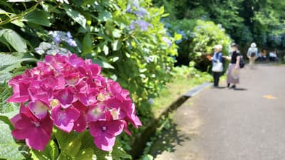 關西最美的繡球花景點之一 — 生駒山「額田園地繡球花園」將於 6 月下旬迎來盛開期