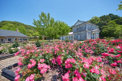 아와지섬 잉글랜드 힐 농장 공원에서 110종의 장미가 만개, 25주년 기념 코알라 '코마치' 공개