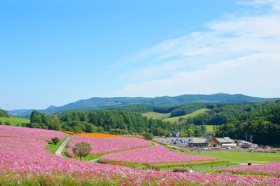 Cosmos Festa Underway in Engaru Town, Hokkaido — About 10 Million Cosmos in Bloom Under the Okhotsk Blue Sky