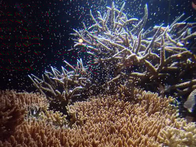 冲绳美丽海水族馆举办"珊瑚产卵展览2026"，呈现全球独家展示内容