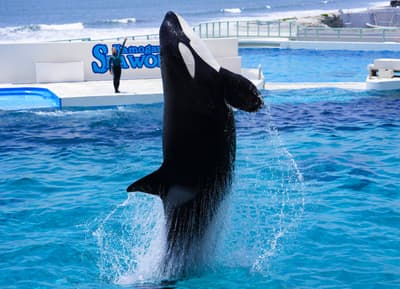 Kamogawa Sea World and Tokyo German Village Team Up for Winter-Only "Orca & Smile" Combo Ticket