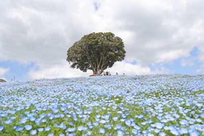 1 Million Nemophila Flowers Now in Full Bloom at Mother Farm
